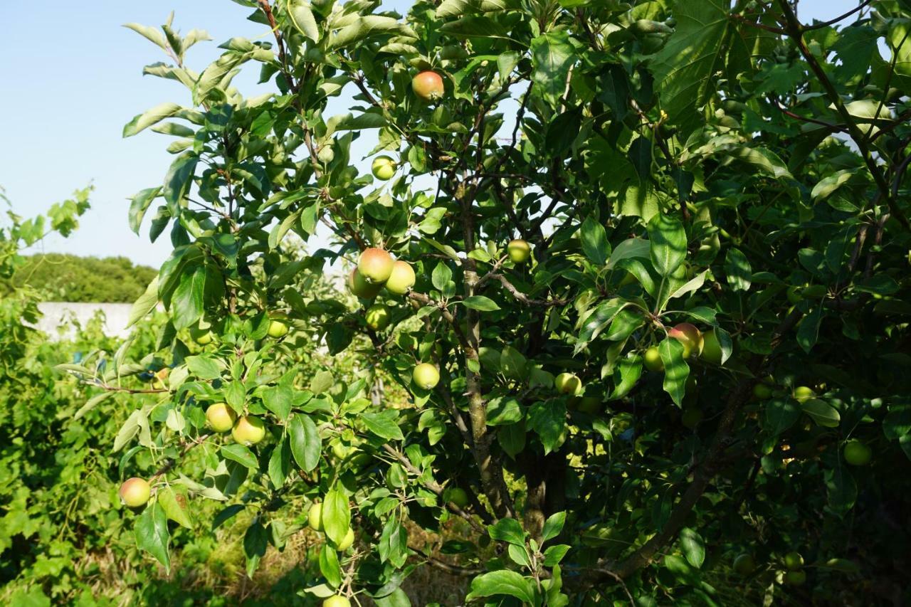 Quinta Das Camelias Tremes Exteriör bild
